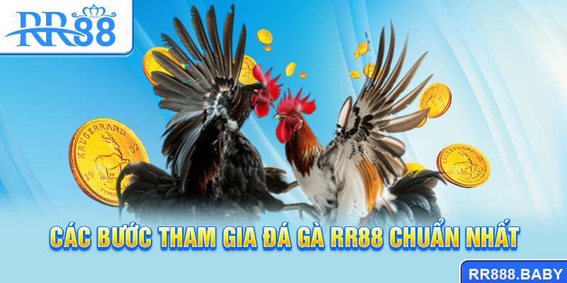 Các bước tham gia đá gà RR88 chuẩn nhất
