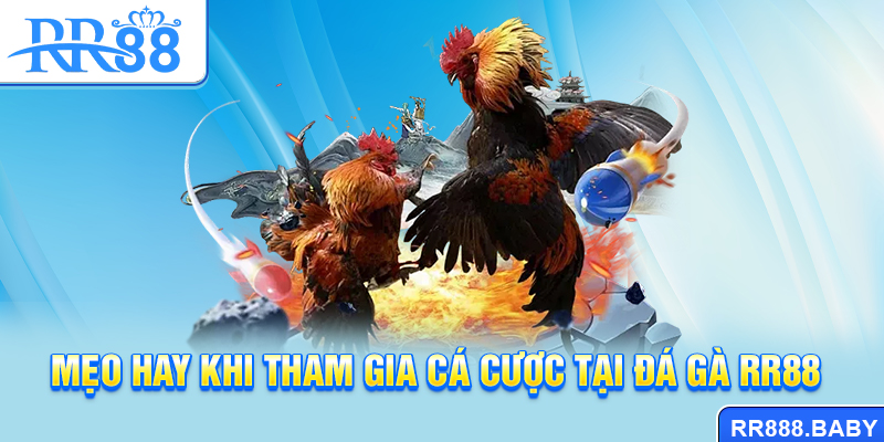 Mẹo hay khi tham gia cá cược tại đá gà RR88