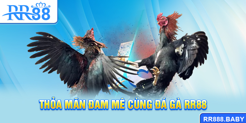 Thỏa mãn đam mê cùng đá gà RR88